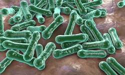 Corynebacterium spp.